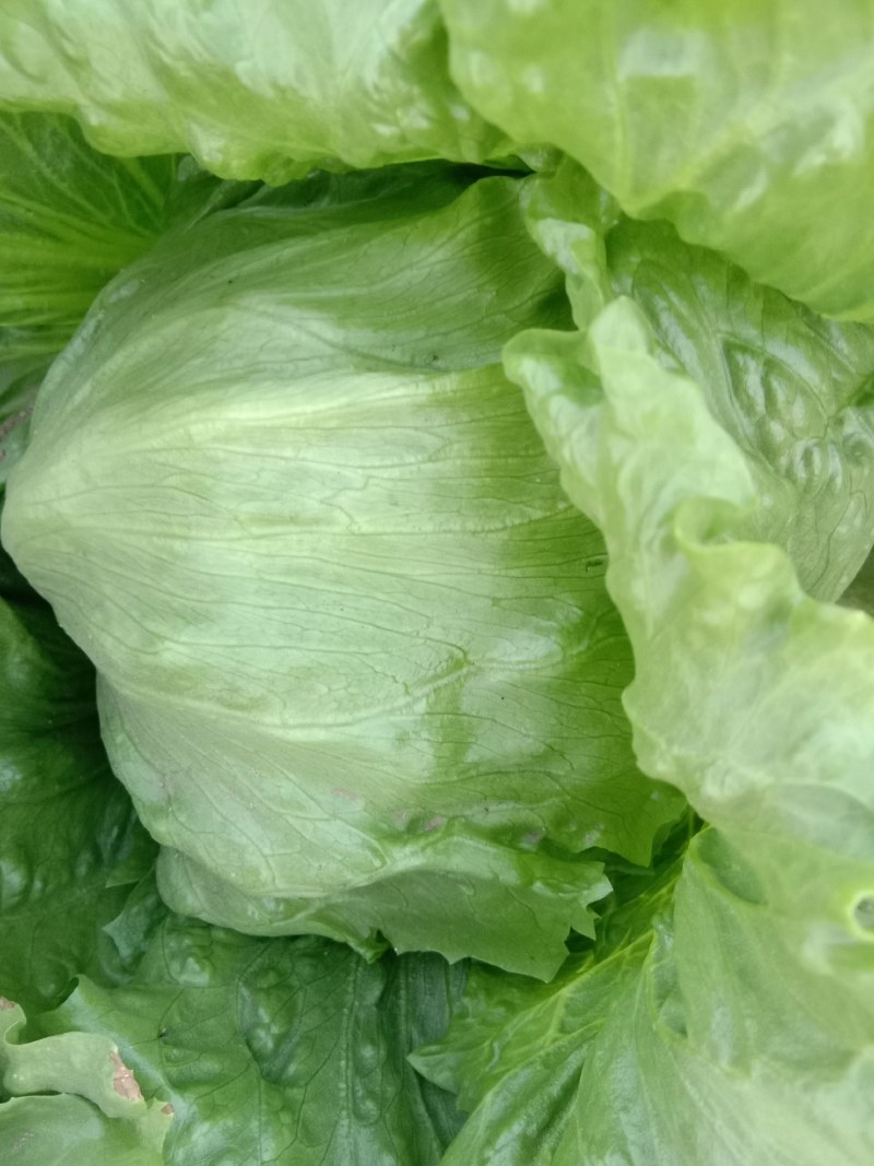 球生菜质量很好，净菜一斤多，种植面积很大，价格合理，
