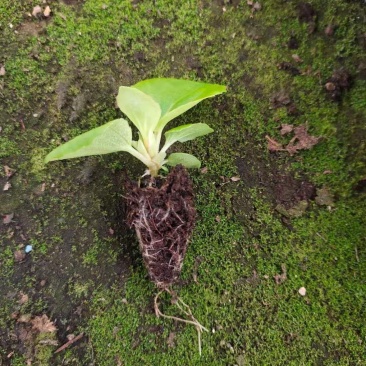 繁星花穴苗，基地全年销售各种穴盘苗，需要的新老朋友联系。