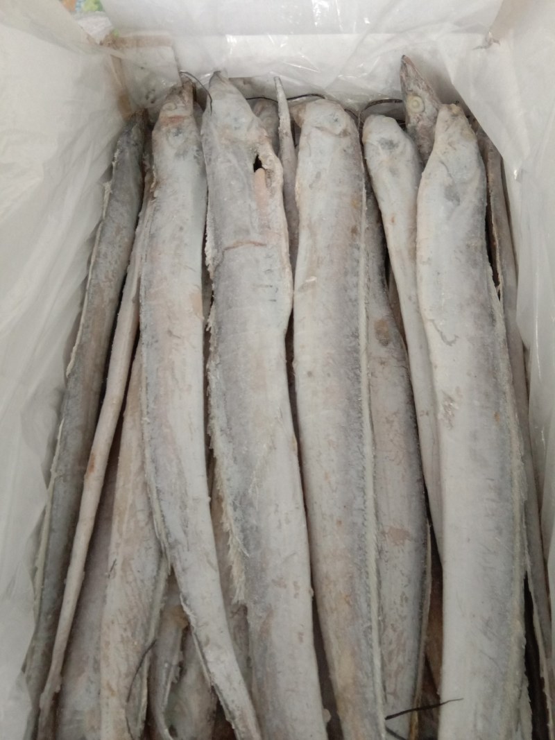 带鱼价格低质量好，肉质非常好口感嫩香有劲道杠杠滴欢迎询价