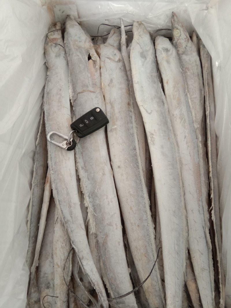 带鱼价格低质量好，肉质非常好口感嫩香有劲道杠杠滴欢迎询价