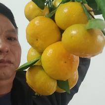 预售寻乌蜜橘特早熟8月份上市。