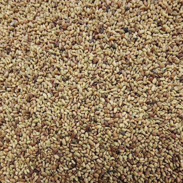大量供应进口紫花苜蓿种子包芽率国内送货上门