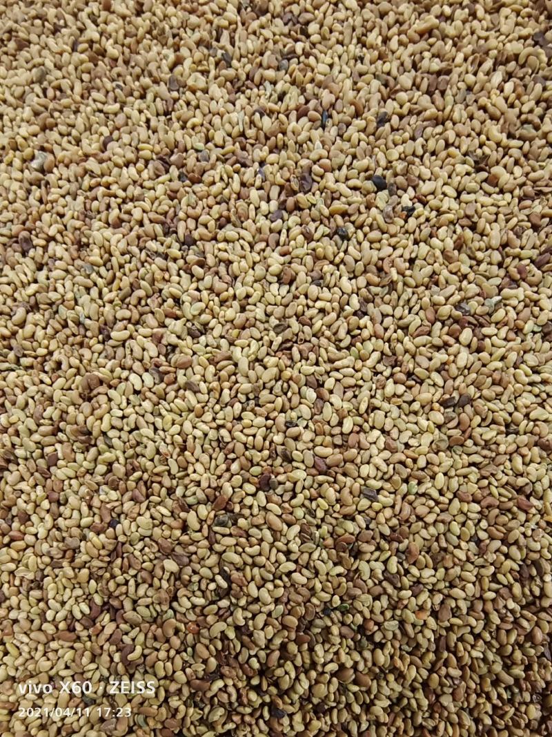 大量供应进口紫花苜蓿种子包芽率国内送货上门