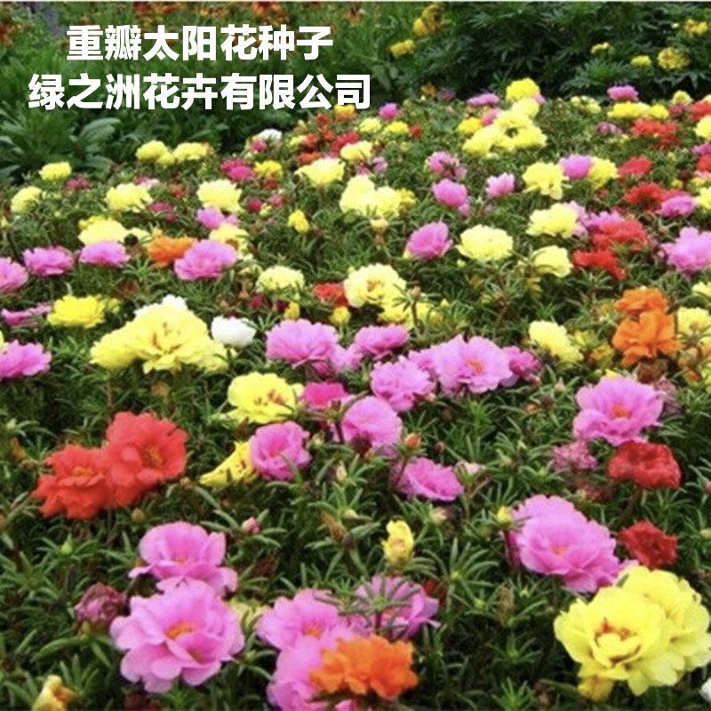 精品重瓣死不了太阳花种子2021年供应价格