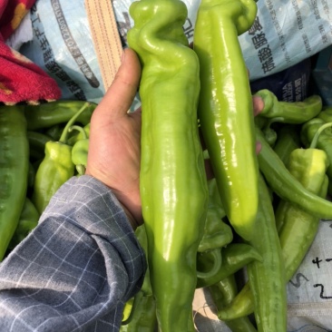 热销🔥邯郸各种椒类尖椒圆椒螺丝椒代收全带代发🤝