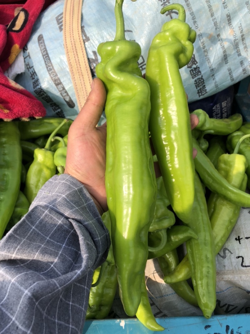 热销🔥邯郸各种椒类尖椒圆椒螺丝椒代收全带代发🤝