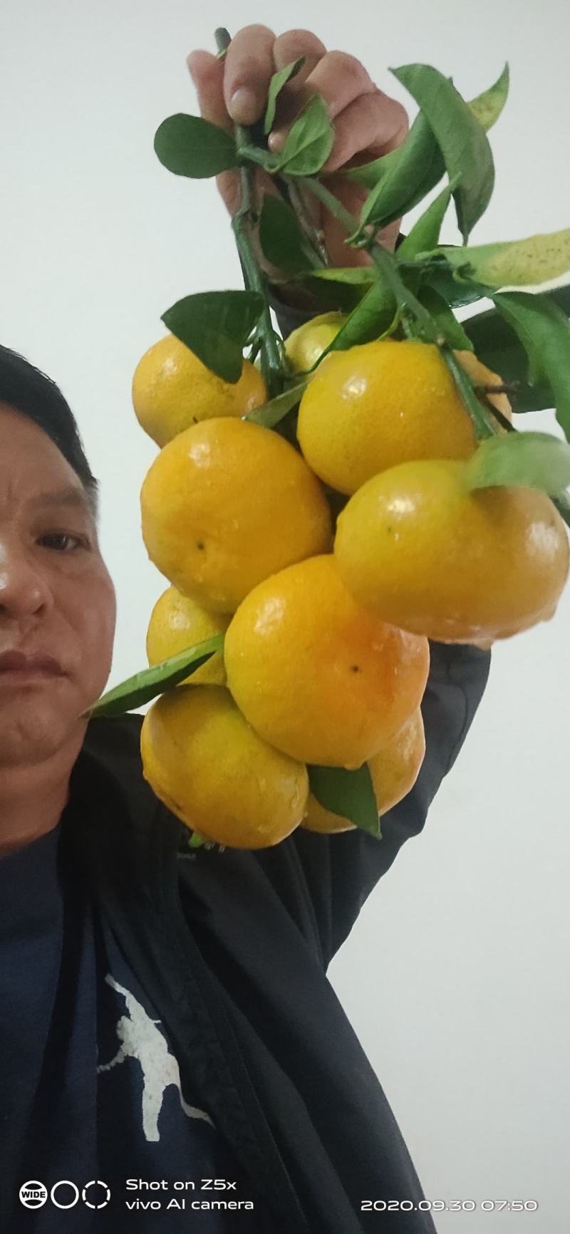 江西寻乌特早蜜橘5.5~6cm精品果，产地代办。