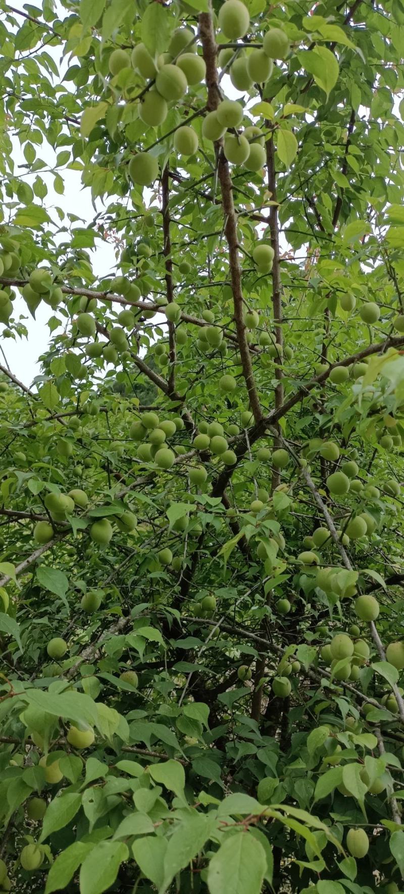 青梅酸梅乌梅四川