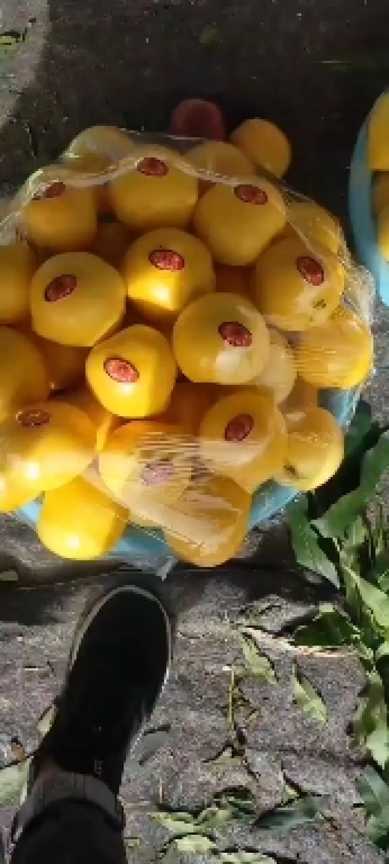 【油桃，中油油桃】大量供应，产地批发直销，全国物流发货