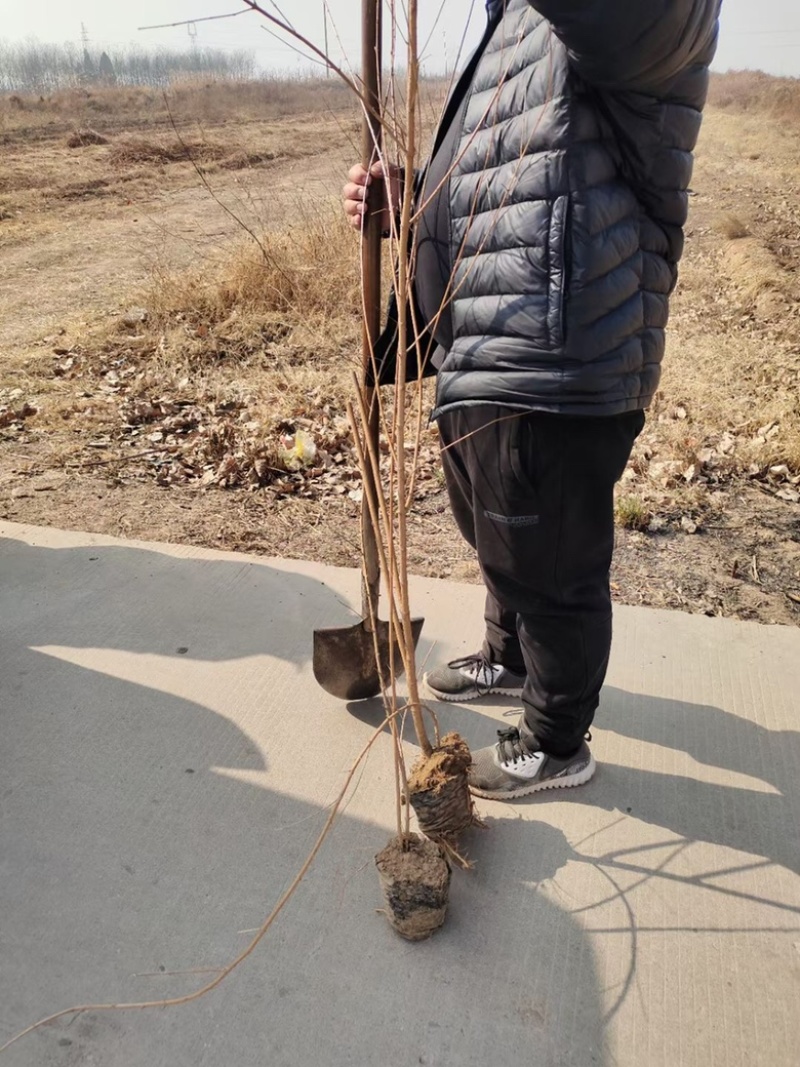 连翘苗，药用连翘苗，营养杯连翘苗，山西连翘苗基地