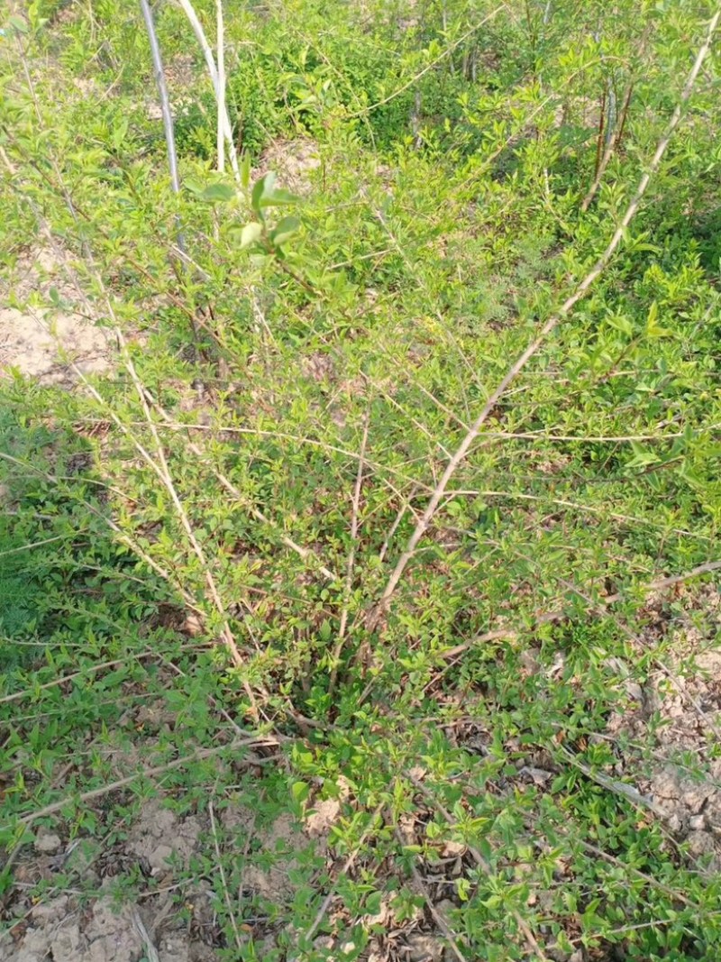连翘苗，药用连翘苗，营养杯连翘苗，山西连翘苗基地