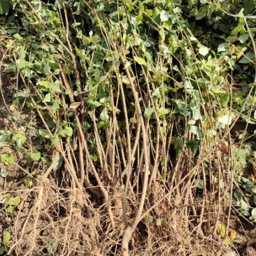 连翘苗，药用连翘苗，营养杯连翘苗，山西连翘苗基地