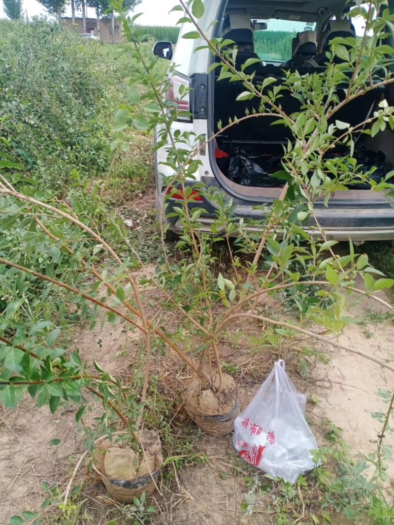 连翘苗，药用连翘苗，营养杯连翘苗，山西连翘苗基地