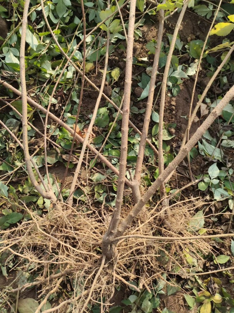 连翘苗，药用连翘苗，营养杯连翘苗，山西连翘苗基地