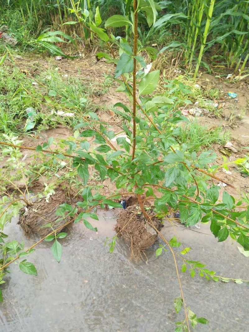 连翘苗，药用连翘苗，营养杯连翘苗，山西连翘苗基地