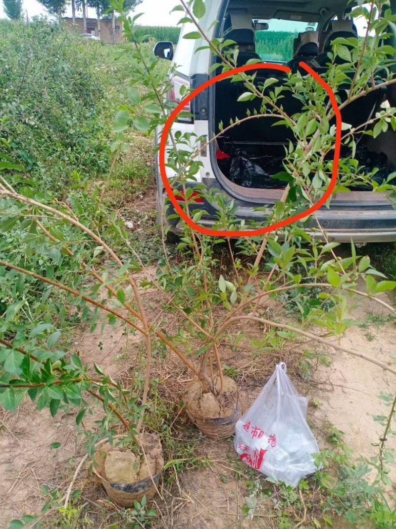 连翘苗，药用连翘苗，营养杯连翘苗，山西连翘苗基地