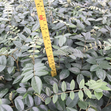 山豆根.苦参.种苗10公分基地直销包技术种植管理指导
