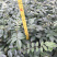 山豆根.苦参.种苗10公分基地直销包技术种植管理指导