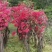 映山红（截杆）占地、别墅庭院美化花海绿化神器