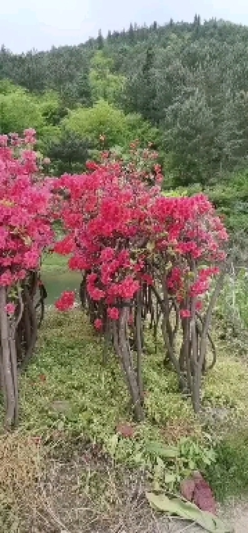 映山红（截杆）占地、别墅庭院美化花海绿化神器