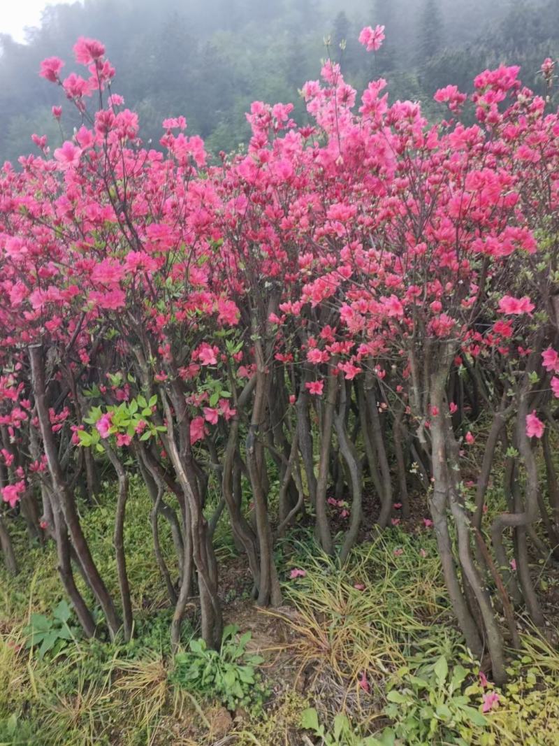 映山红（截杆）占地、别墅庭院美化花海绿化神器