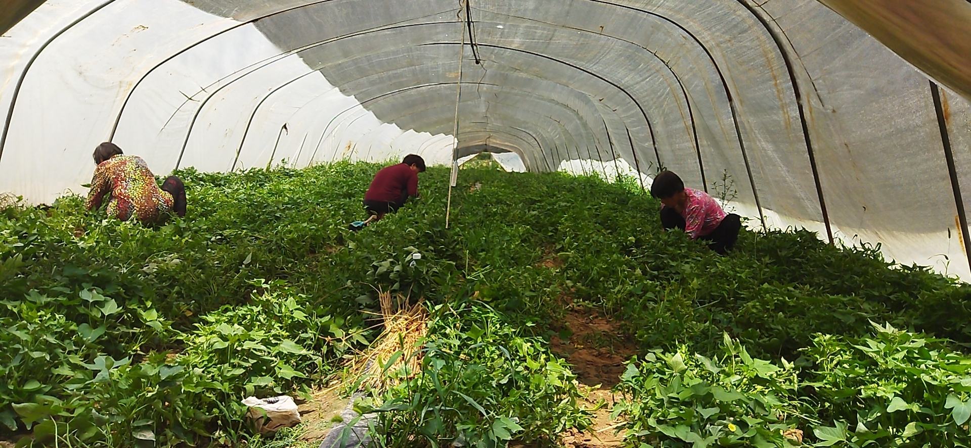 图片说明:农民在红薯田中进行灌溉和施肥管理,确保红薯健康生长 红薯种植田间管理场景