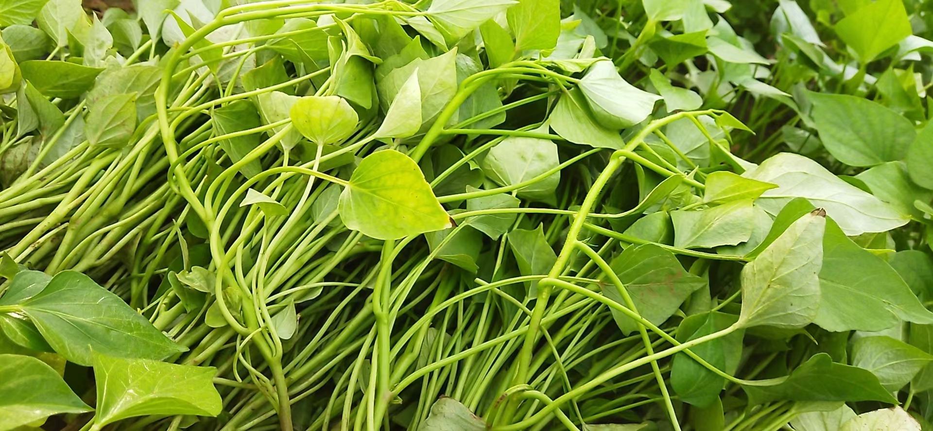 一张高清红苕菜的特写图,展示其紫红色的叶茎与鲜嫩的叶片,背景为田园风格,光线自然 红苕菜特写