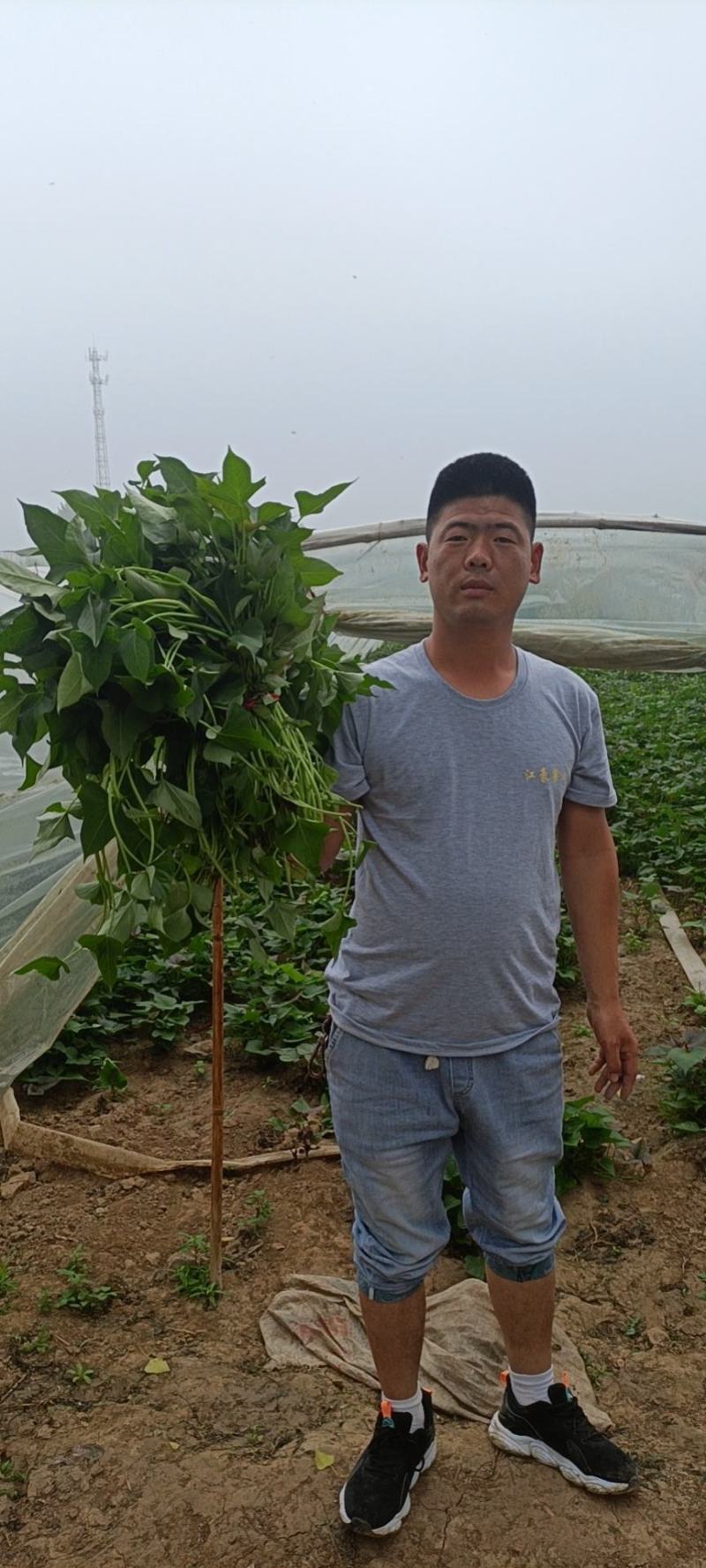 供应开封脱毒原种西瓜红红薯苗，基地直供，高产便宜。
