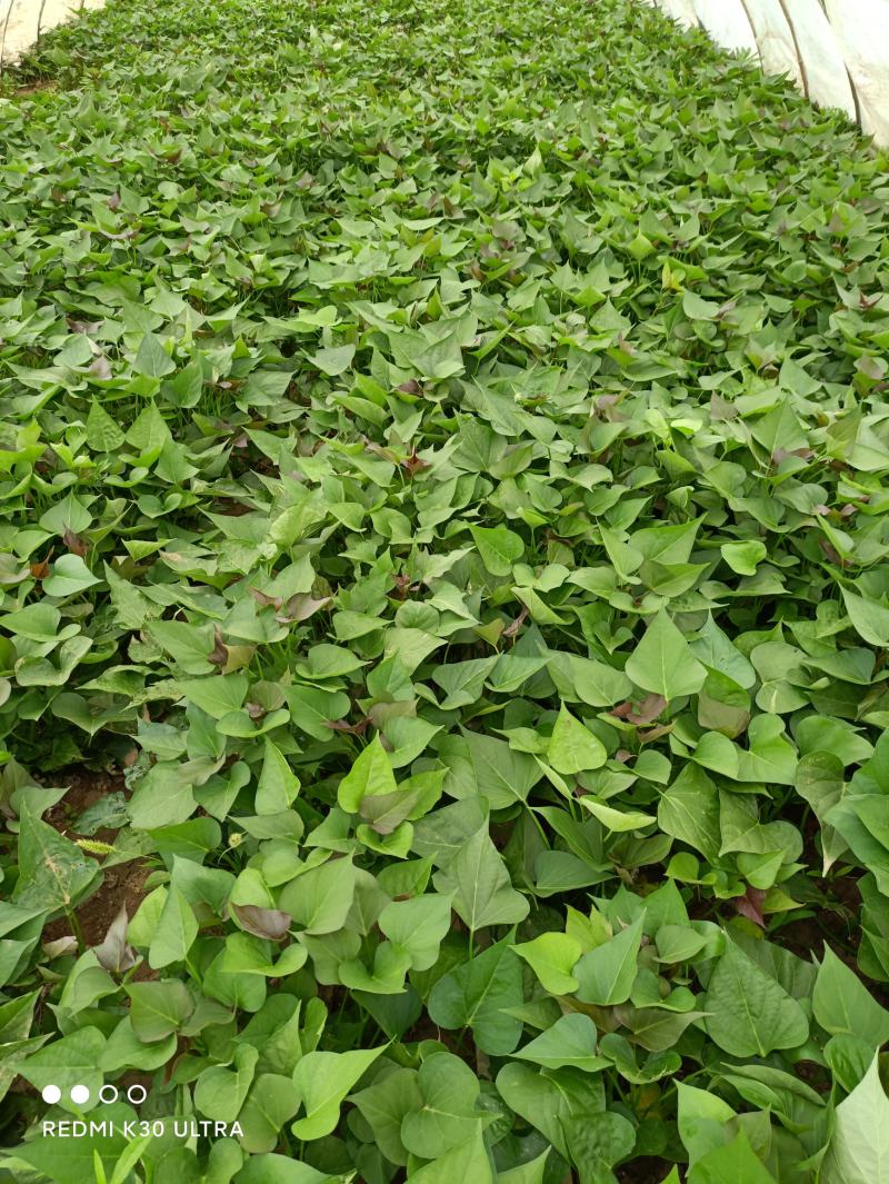 供应开封脱毒红薯苗龙薯九号，基地直供，价格便宜，高产早熟
