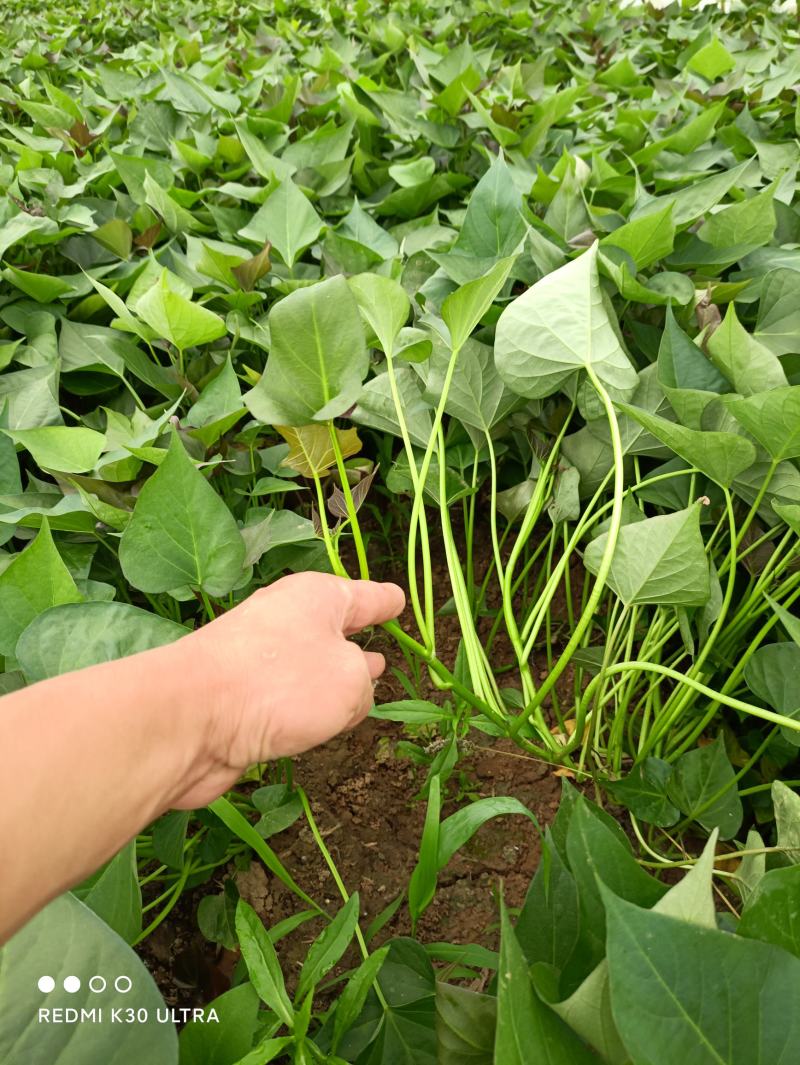 供应开封脱毒红薯苗龙薯九号，基地直供，价格便宜，高产早熟