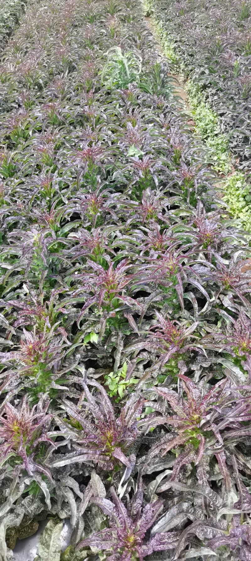 紫叶莴笋