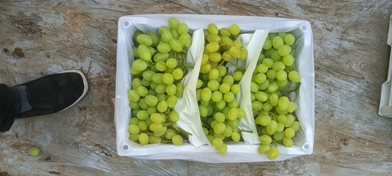 【荐】大量出售维多利亚葡萄，欢迎全国各地客商前来选购