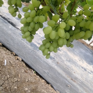 【荐】大量出售维多利亚葡萄，欢迎全国各地客商前来选购