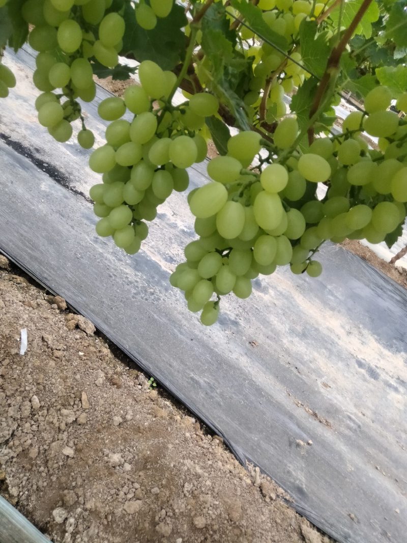 【荐】大量出售维多利亚葡萄，欢迎全国各地客商前来选购