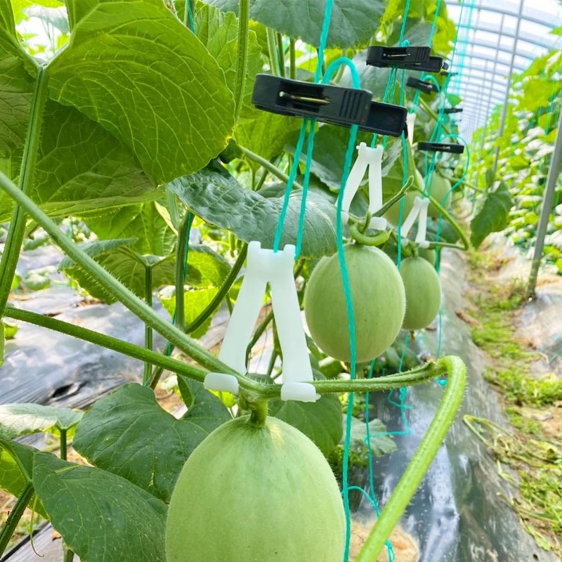 网纹瓜塑料钩子玉菇甜瓜哈密瓜小西瓜伊丽莎白瓜专用吊钩