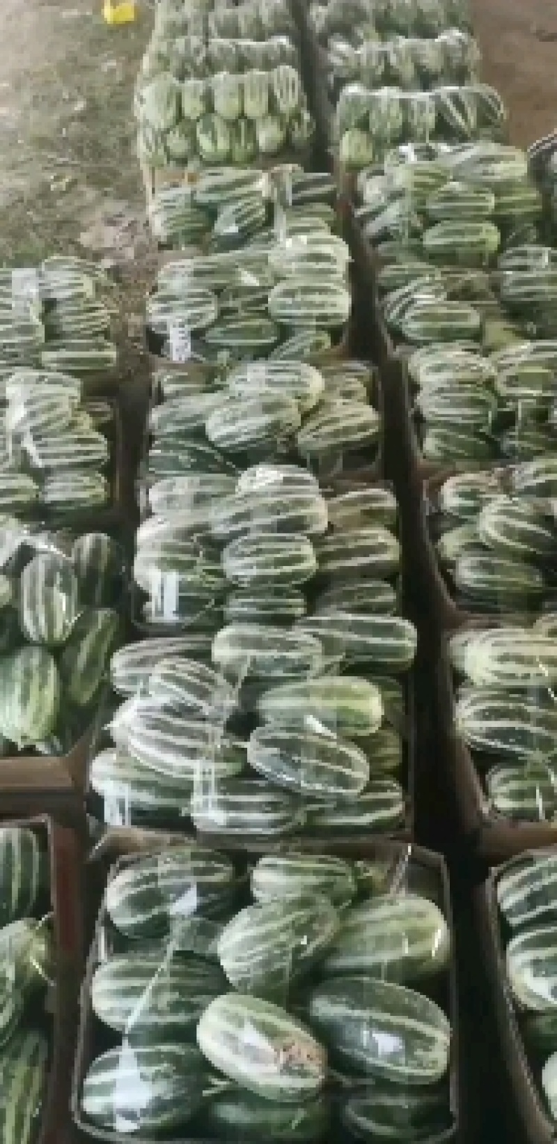 所有的甜瓜都降价了