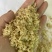 厂家直销优质湿玉米皮，质量保证，量大优惠。