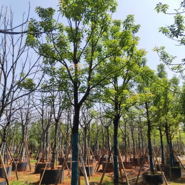 出售自家全冠香樟12公分-30公分移植袋苗