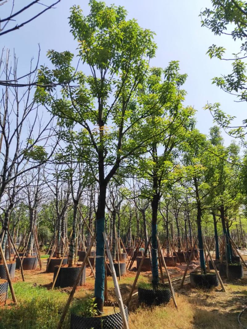 出售自家全冠香樟12公分-30公分移植袋苗