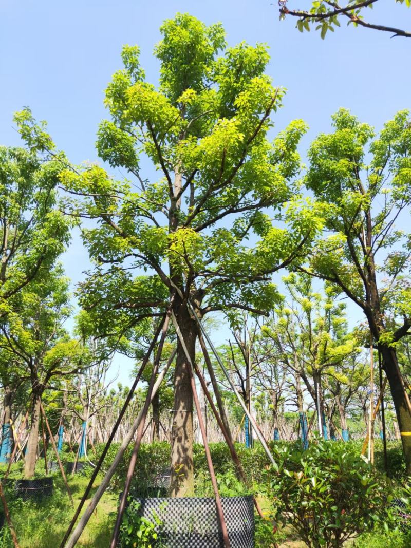 出售自家全冠香樟12公分-30公分移植袋苗