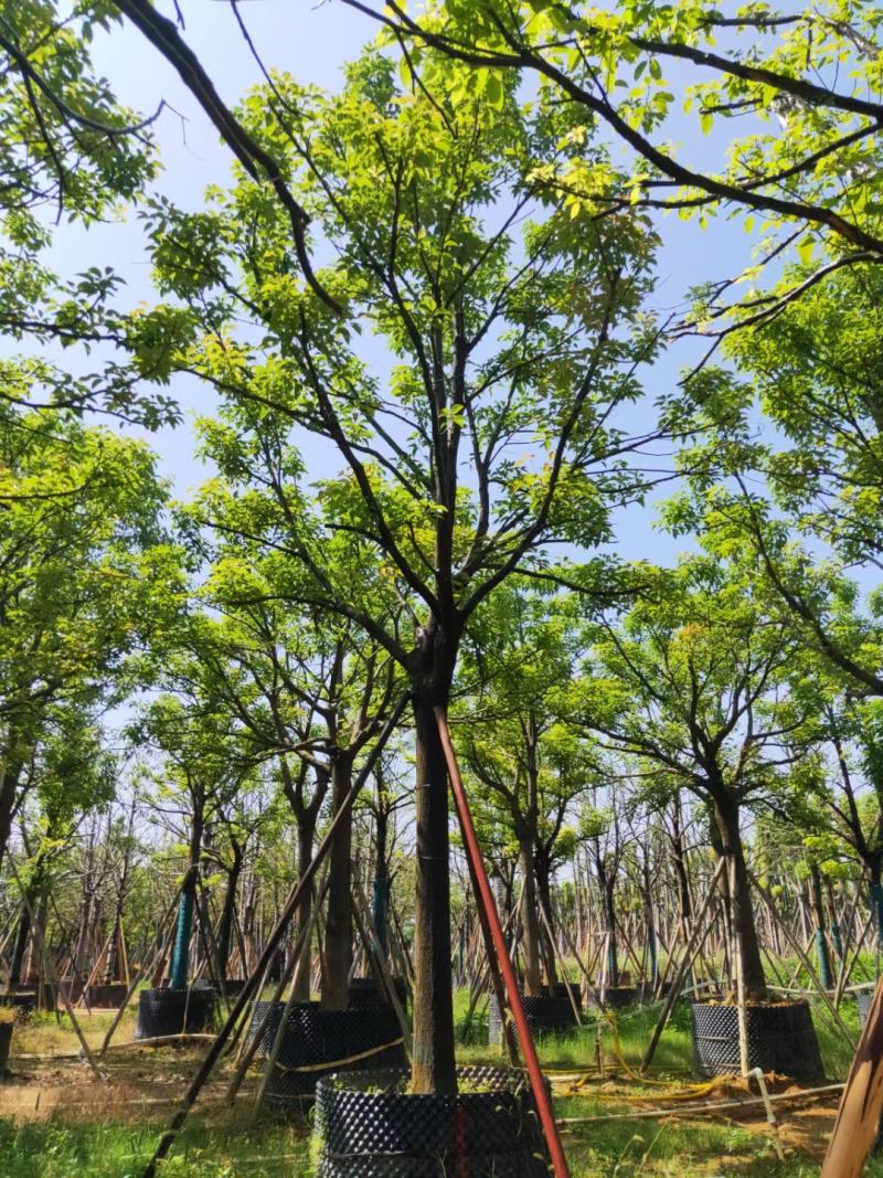 出售自家全冠香樟12公分-30公分移植袋苗