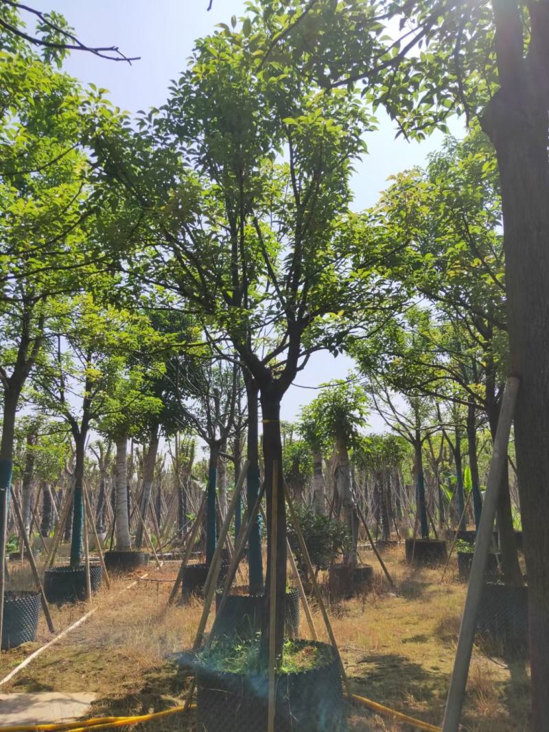 出售自家全冠香樟12公分-30公分移植袋苗