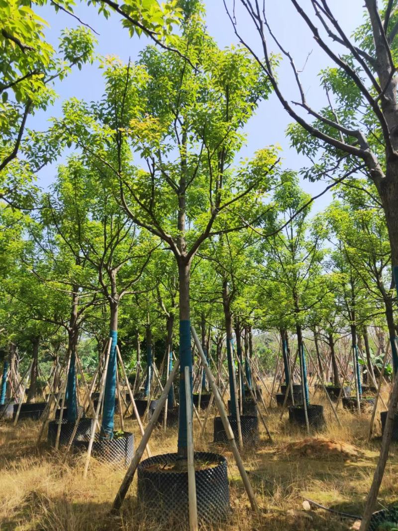 出售自家全冠香樟12公分-30公分移植袋苗