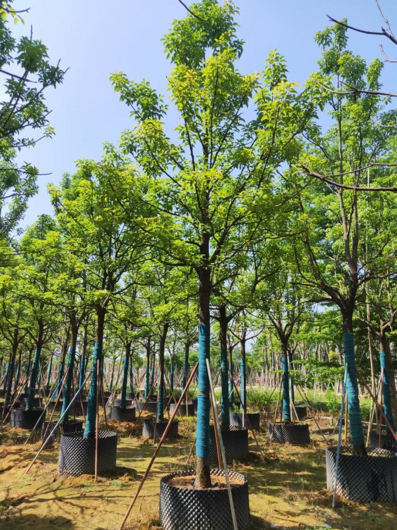 出售自家全冠香樟12公分-30公分移植袋苗