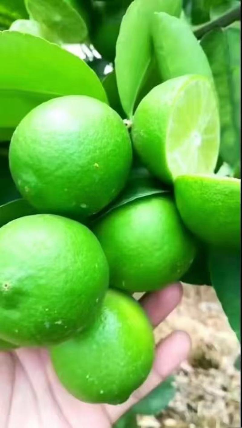 香水柠檬广东香水柠檬，无籽青柠