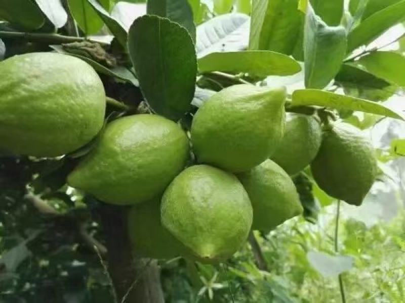 香水柠檬广东香水柠檬，无籽青柠