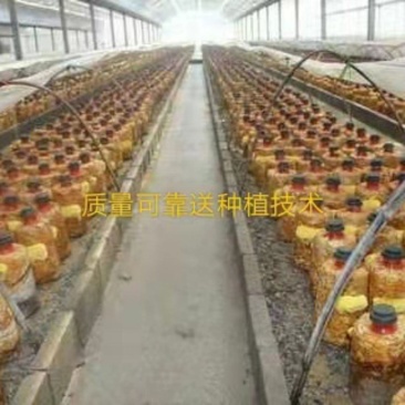 桑黄食用菌菌种母种原种栽培种菌包一级二级三级种
