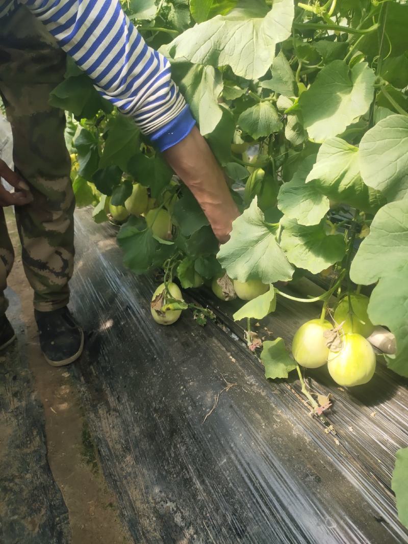 香瓜大量出售价格便宜代收代售