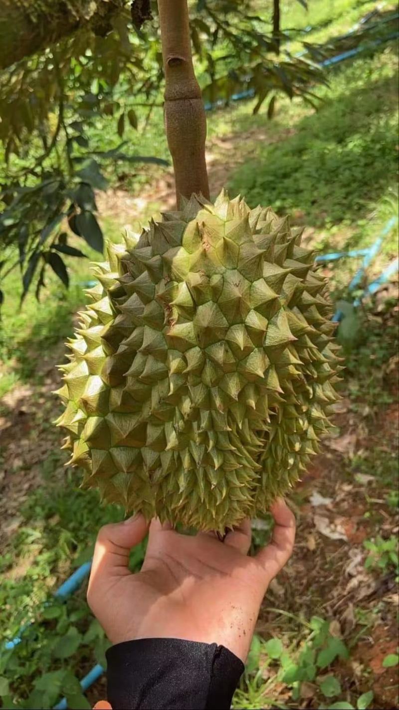 榴莲