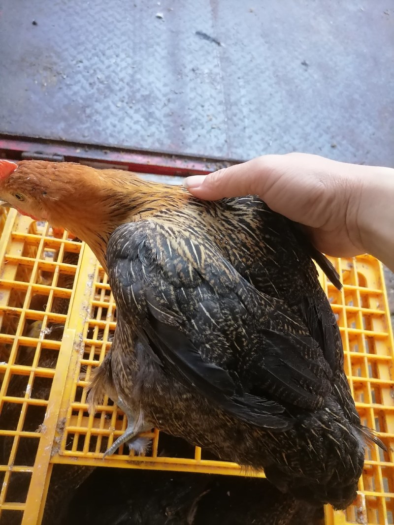 江西散养青年鸡青脚麻鸡批发续养屠宰货提供送货上门